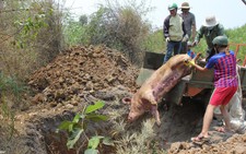Đắk Lắk công bố dịch lở mồm long móng trên heo