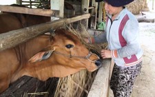 Cảnh giác thủ đoạn bắt trộm bò vùng nông thôn