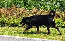 Chó nuôi xông vào trường cắn 6 học sinh