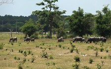 Sài Gòn Safari: Giao dự án trước khi quy hoạch sử dụng đất được duyệt