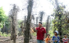 Hồ tiêu bệnh, mất giá, nhiều nông dân vỡ nợ phải bỏ xứ