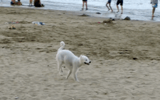 Chó thả rông trên phố biển Nha Trang