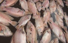 Người nuôi cá bè trên sông Tiền khóc ròng vì cá chết bất thường