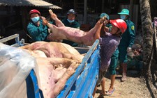 Bộ trưởng Nguyễn Xuân Cường: Dịch tả heo châu Phi gây thiệt hại rất lớn