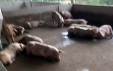 Phát hiện hai ổ dịch tả heo châu Phi tại Bà Rịa - Vũng Tàu