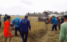 Video: Miền Tây vào mùa chuột chạy đồng