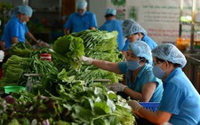 Nỗi khổ người làm nông sản sạch khi rủi ro vô cùng nhiều