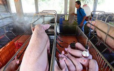 Dịch tả, điện và xăng dầu góp phần làm tăng CPI tăng 0,18%