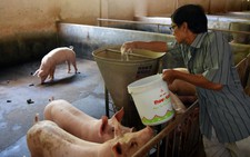 Đề xuất cho người chăn nuôi heo khoanh nợ, giãn nợ, giảm lãi vay