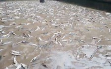 Lũ lớn cuốn trôi 200 tấn cá tầm ở Lâm Đồng
