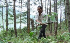 Phát hiện sai phạm, thu hồi toàn bộ 231ha đất rừng tại Lâm Đồng