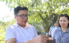 Sắp có thêm 5.000 ha 'cây tỉ đô' từ Macca Nutrition Việt Nam