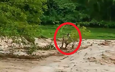 Người đàn ông tính mạng 'ngàn cân treo ngọn cây' giữa dòng lũ dữ