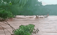 Video: Bộ đội cứu hai người mắc kẹt đang bám trên cây trong lũ dữ