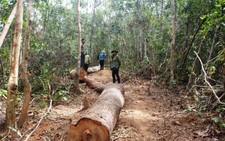 Chủ tịch xã lấy gỗ tang vật của lâm tặc... đem về nhà