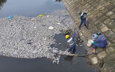 Cá chết trắng hàng loạt trên hồ Hòa Phú, Đà Nẵng