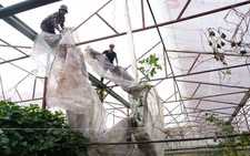 Người Đà Lạt dỡ nhà kính để trồng vườn 'truyền thống'