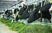 Trung Quốc sẽ nhập khẩu thêm sữa từ Việt Nam