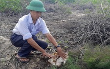 140ha rừng dương che chắn thiên tai giao cho doanh nghiệp bị phá trắng