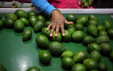 Băng đảng Mexico sẵn sàng giết chóc vì lợi nhuận từ 'vàng xanh'
