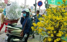 Mai tết Sài Gòn 'bay' đi Hà Nội, Campuchia