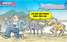 Đàn bò tót lai và tiền ngân sách
