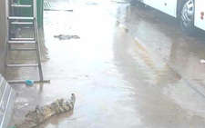 Cá sấu trại lớn nhất An Giang thoát cửa chính 'đi thăm'... bến xe khách