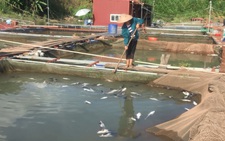 Thủy điện Hòa Bình xả lũ, dân trắng đêm cứu cá