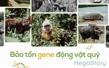 Câu chuyện bảo tồn gene động vật quý