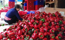 Đổ bỏ nông sản vì 'bí' đường xuất khẩu vì COVID-19