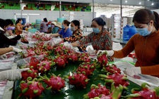 Chuyện lạ: không có nông sản để 'giải cứu'!