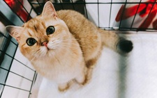 Cuộc thi sắc đẹp của những bé mèo đẹp nhất
