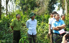 Thanh tra đề nghị kỷ luật tập thể, cá nhân đốn rừng trồng dược liệu