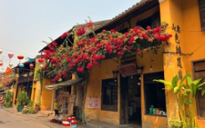 Hoa giấy nở rực rỡ Hội An trong 'những ngày corona'