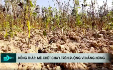 Hồng Ngự bác thông tin mè chết do nắng nóng