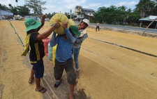 Giá lúa bắt đầu giảm nhẹ