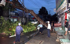Rà soát toàn bộ cây xanh tại TP.HCM