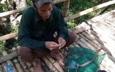 'Cò tặc' lộng hành ở rừng tràm Trà Sư