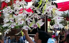 Bị khởi tố vì lấy lan thường giả lan đột biến bán 1,47 tỉ đồng