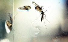 Phát hiện kháng thể ngăn chặn cả 4 chủng virus gây bệnh sốt xuất huyết