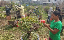 Nhộn nhịp xuống lá mai đón tết