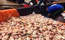 Mưa lũ, thủy điện xả nước dồn dập, hơn 750 tấn cá bè trên sông Đồng Nai chết trắng