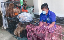 Chủ F0 đi cách ly, đàn chó 12 con được chăm sóc, tắm rửa: 'Để nó chết sao được'