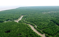 Mục tiêu đến năm 2030 trồng mới 20.000 ha rừng ngập mặn, phòng hộ