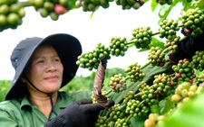 Nhà vườn Tây Nguyên khát nhân công hái cà phê