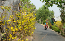 Dịch không thể giết chết được một mùa xuân