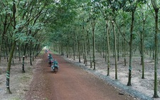 Gần 19.000ha đất công bị lấn, chiếm