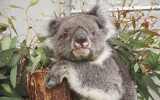 Con Koala ở vườn thú Nhật Bản lập kỷ lục Guinness thọ nhất thế giới