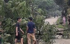 Chặt cây trước nhà, cây đổ ra đường đè chết người đi xe máy