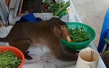 Khỉ đuôi dài 'quậy xám hồn' khu dân cư quận 8, bốc hủ tiếu, xé thịt gà, 'ăn cắp' trứng...